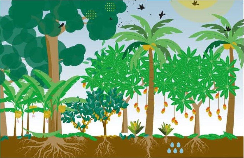 Introduction to agroforestry