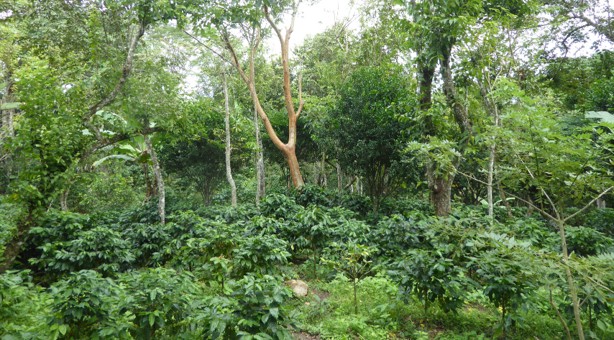 Uburyo bwo guhinga ikawa uvanga ni' ibiti mu Rwanda