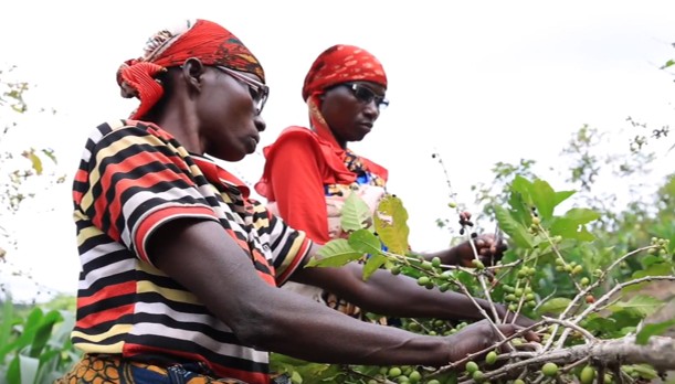 Harvesting the coffee cherries