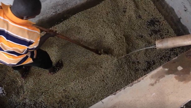 Processing the coffee cherries