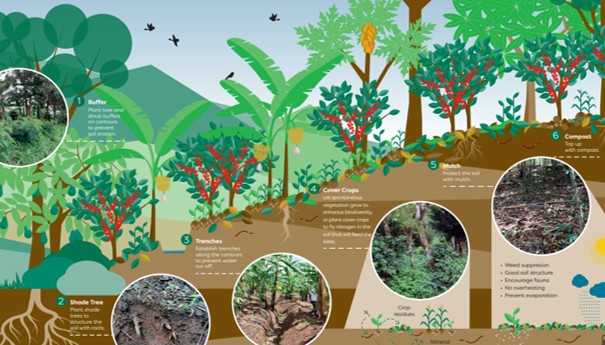 Recommended practices to enhance soil fertility in an agroforestry system