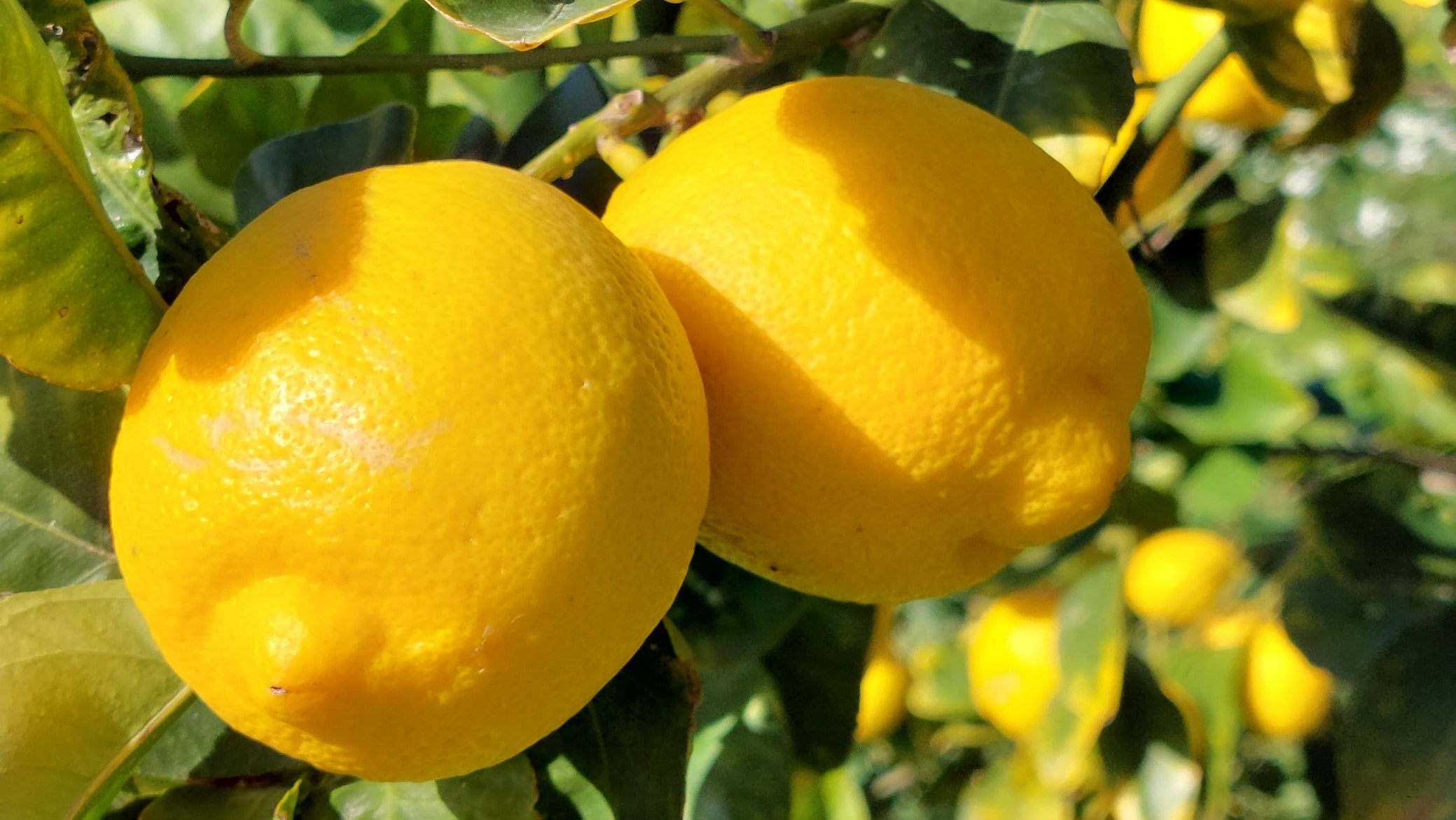 Organic Citrus Fruit Production