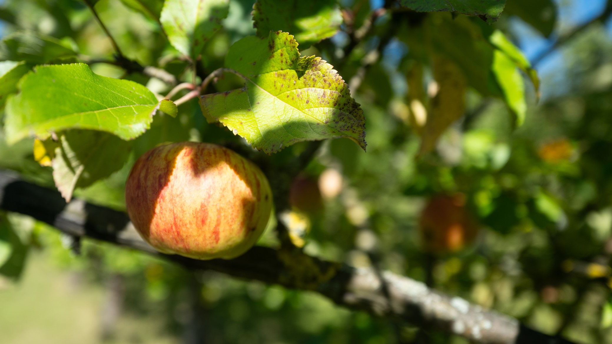 Organic Pome Fruit Production