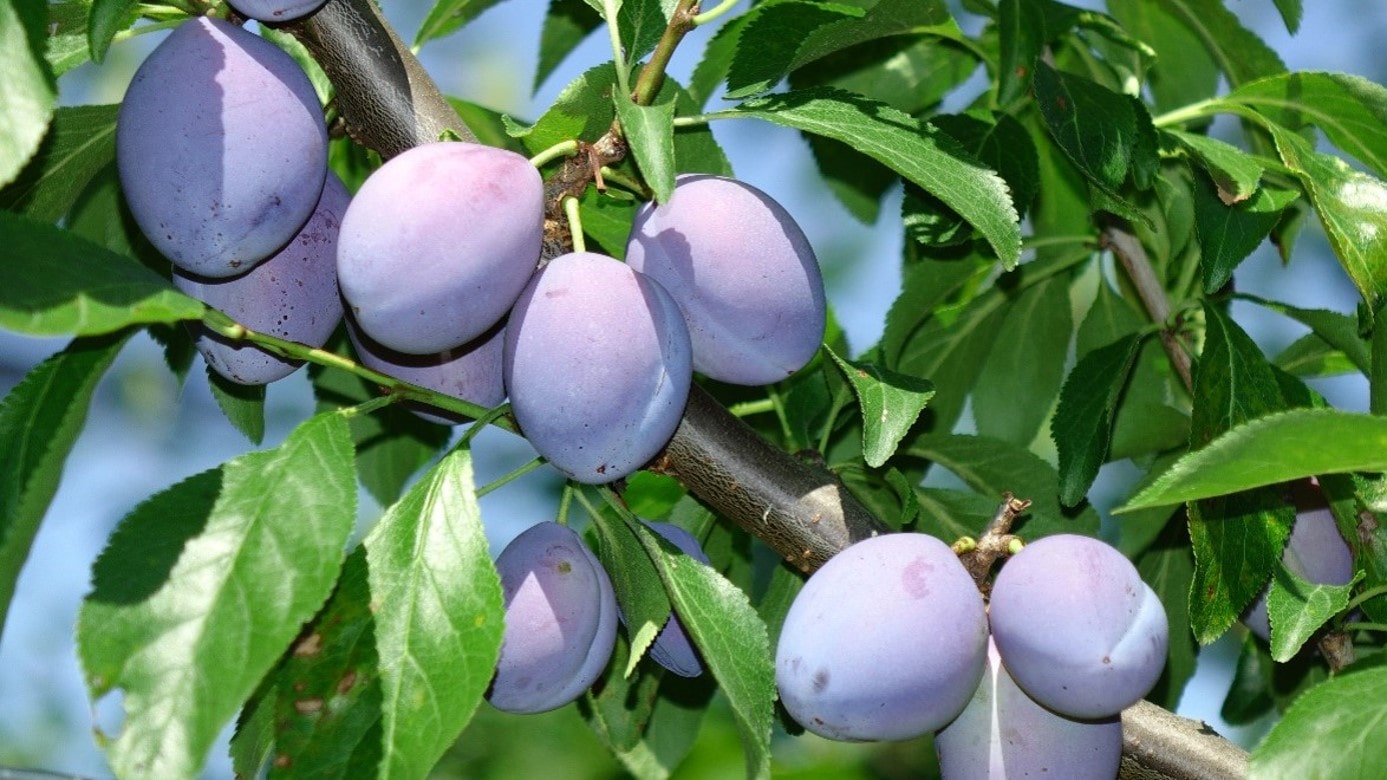 Organic Stone Fruit Production