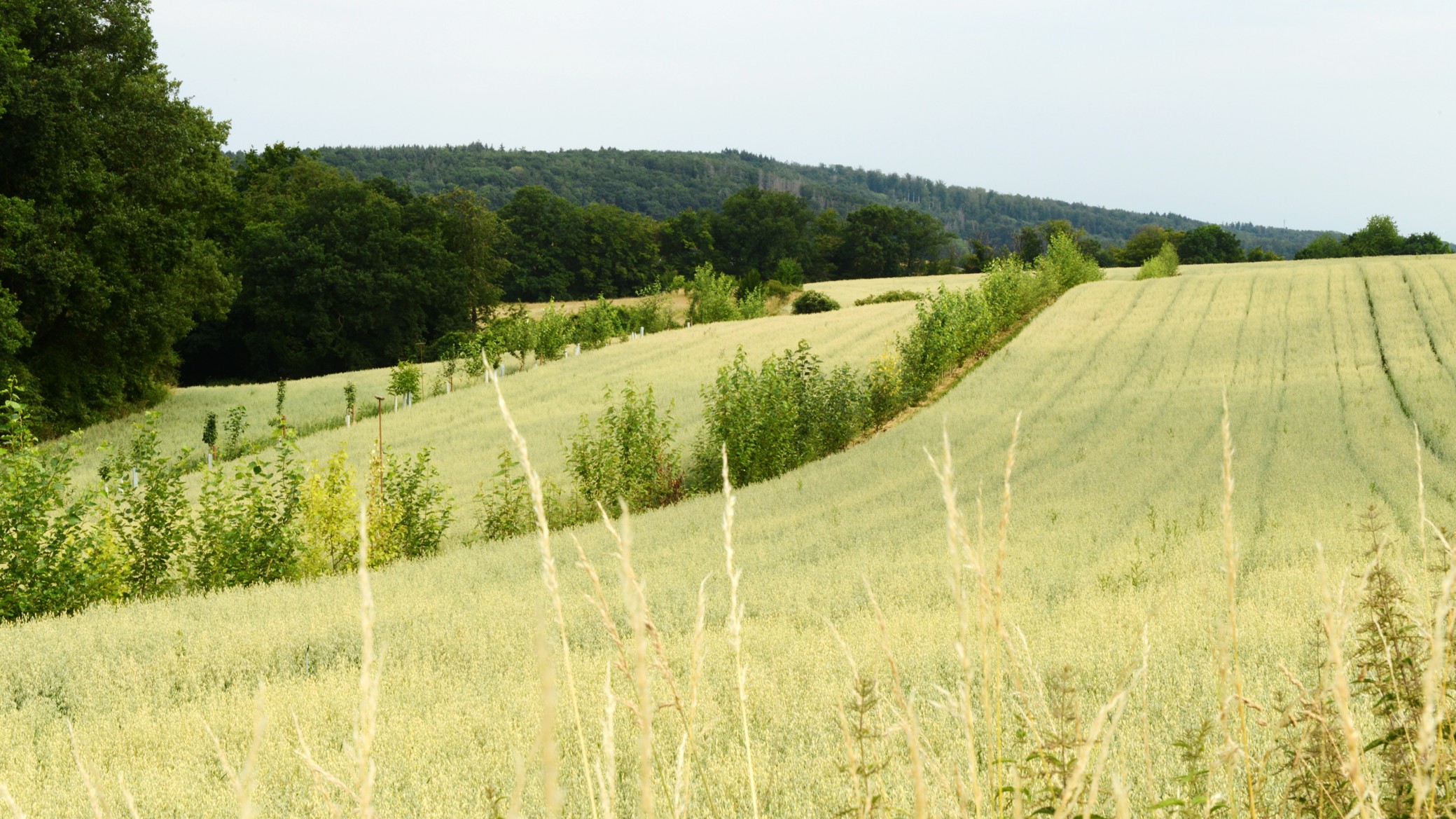 Agroforestry on organic farms in Europe