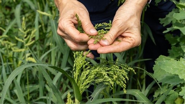 Introduction to Organic Agriculture