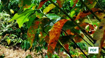 Roya del café en Sudamérica