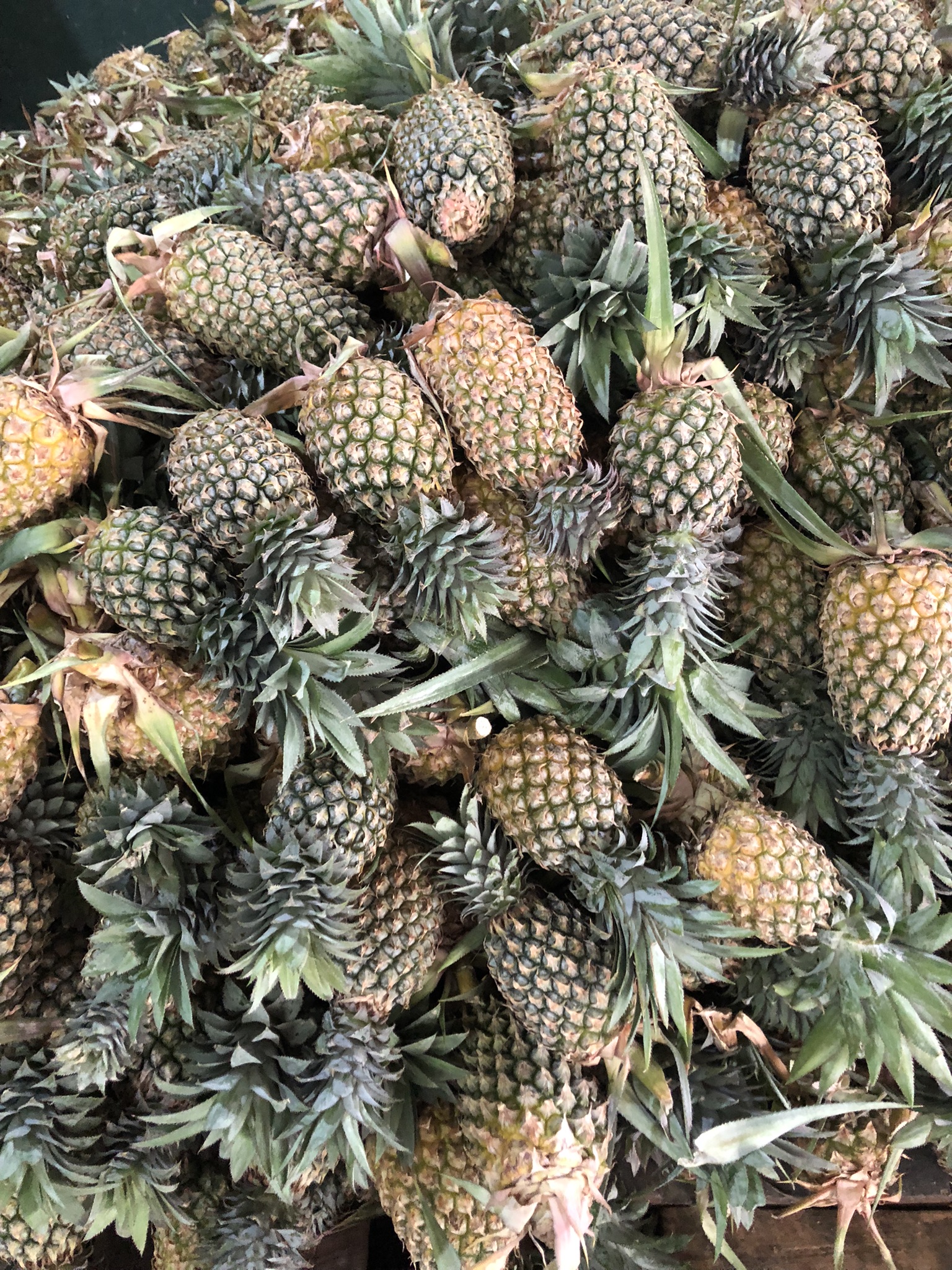 Cultivation of Pineapple