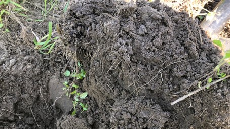 Soil fertility - Technical insights