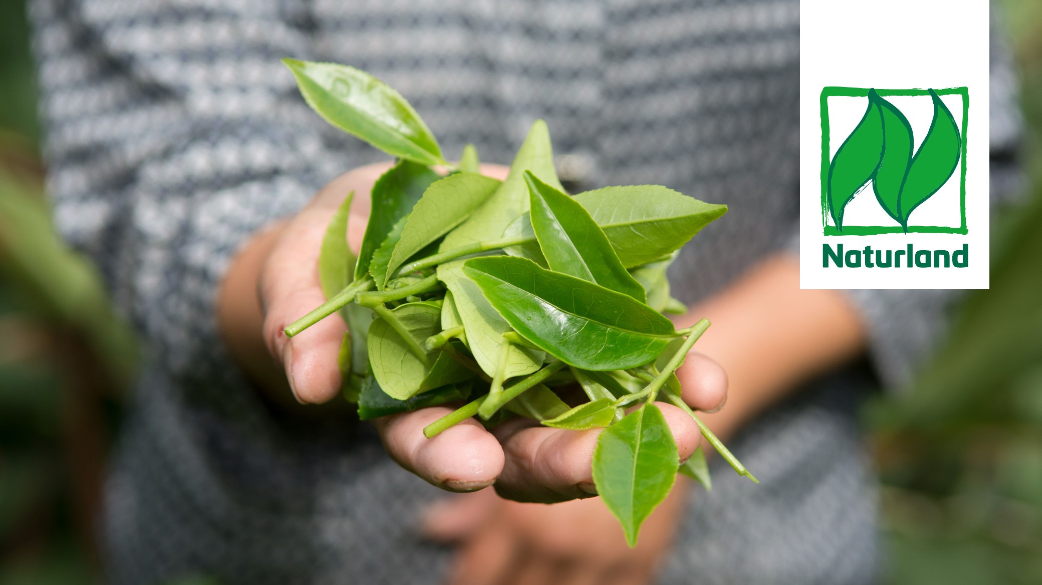 Naturland standards on production - focussing on plant production 