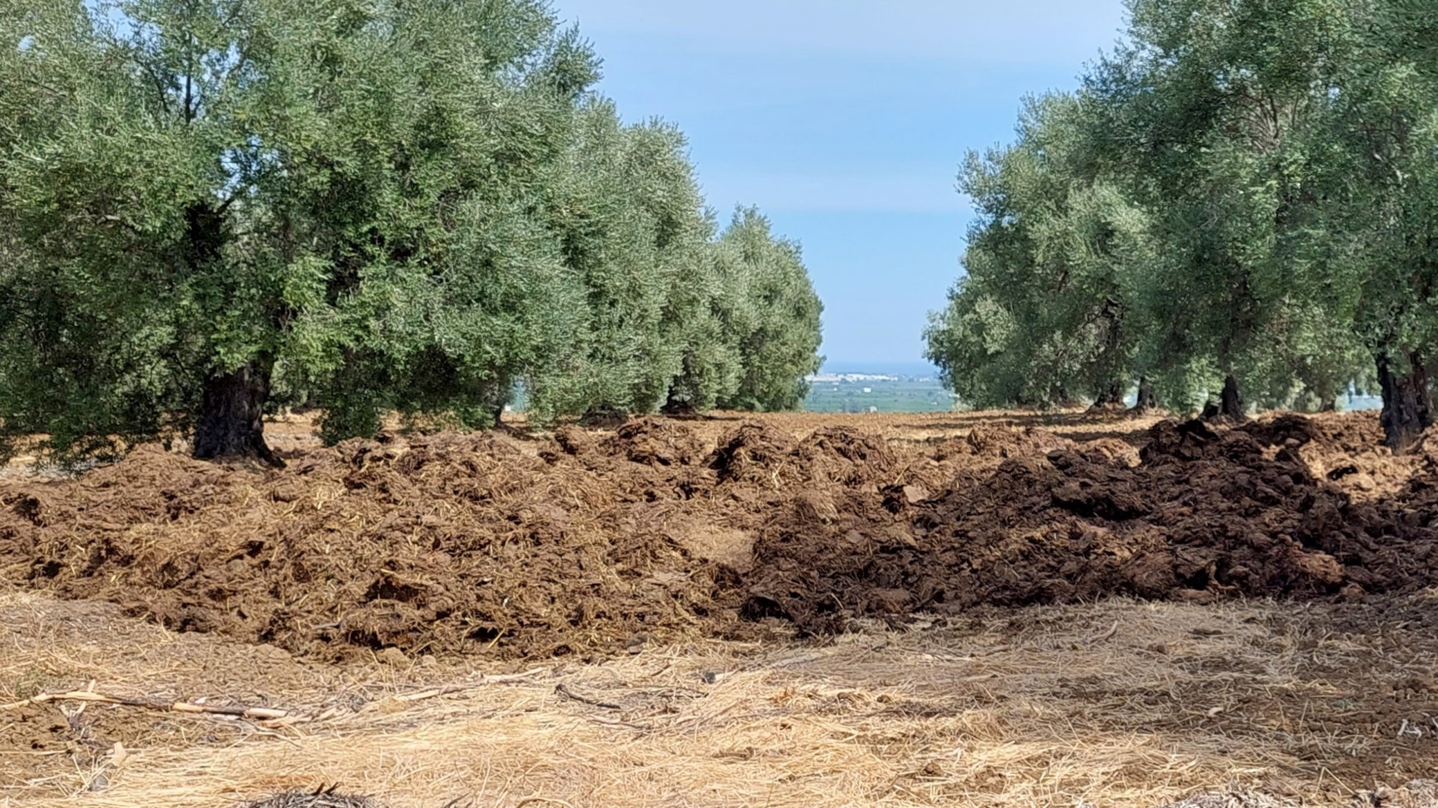 Oportunidades del compostaje en la finca